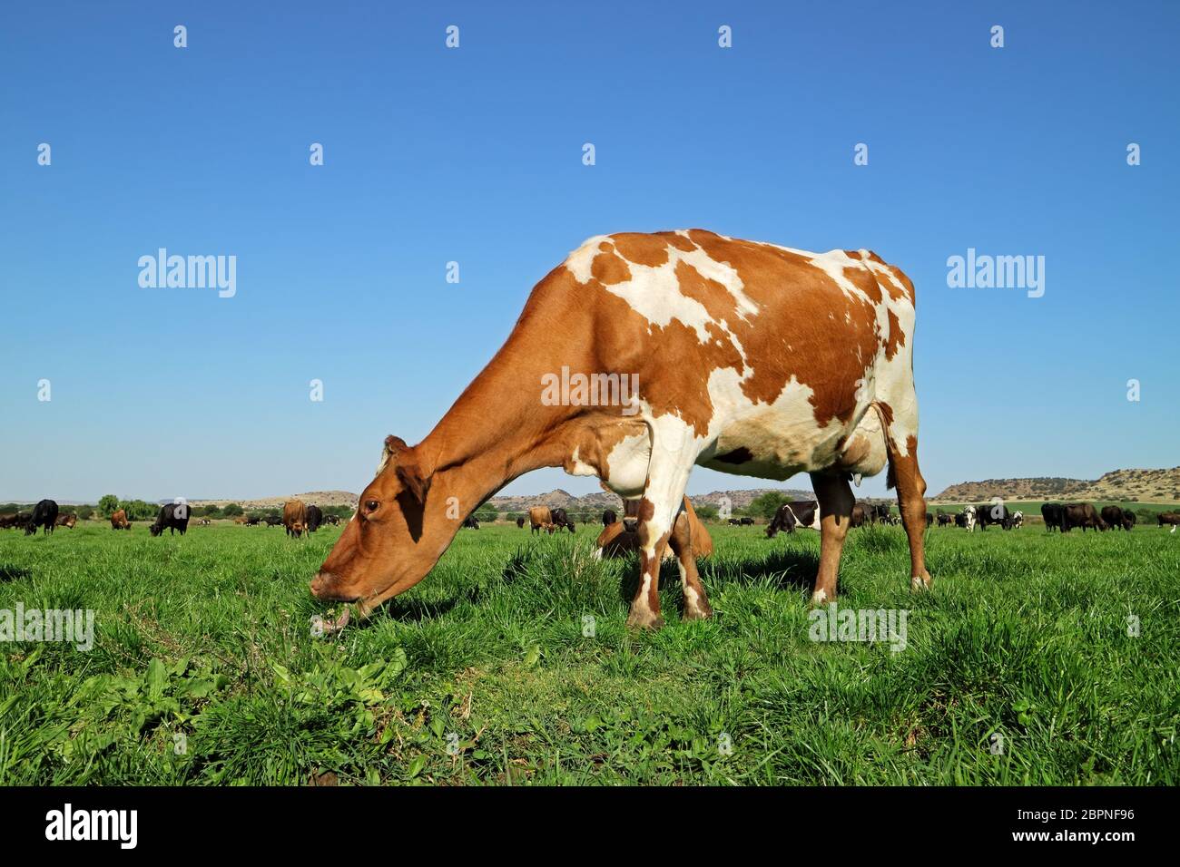Friesian - Holstein dairy cow grazing on lush green pasture Stock Photo ...