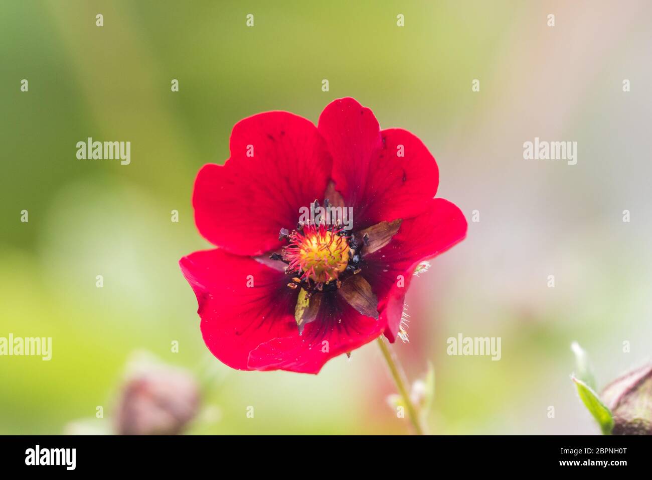 Himalayan flowers inside the Valley of Flowers near Joshimath
