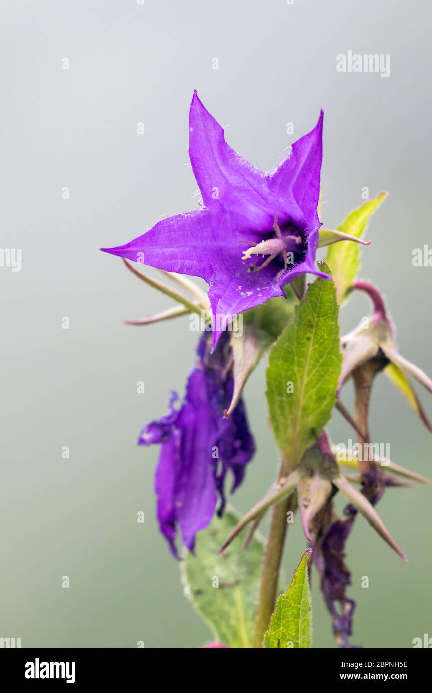 Himalayan flowers inside the Valley of Flowers near Joshimath ...