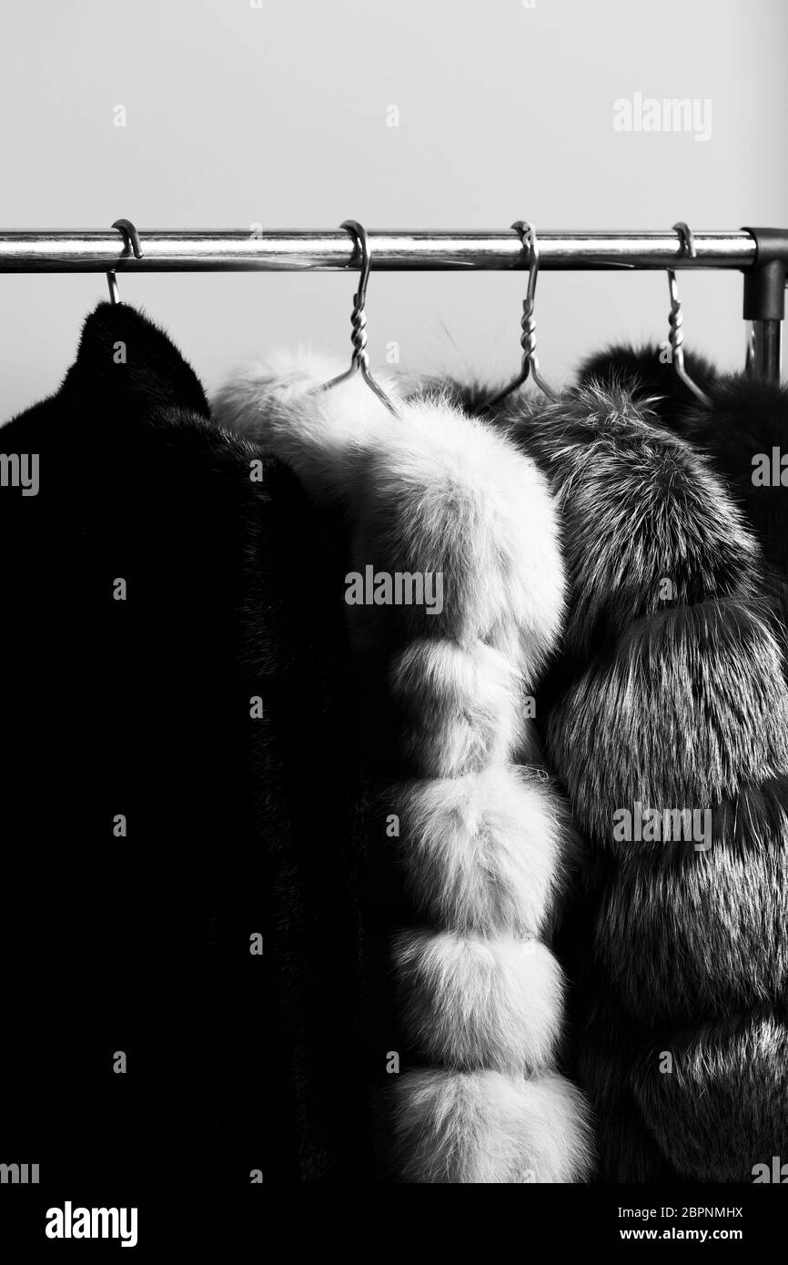 fashionable luxurious waist coats of fur hanging on rack on golden hangers, on blue studio background Stock Photo