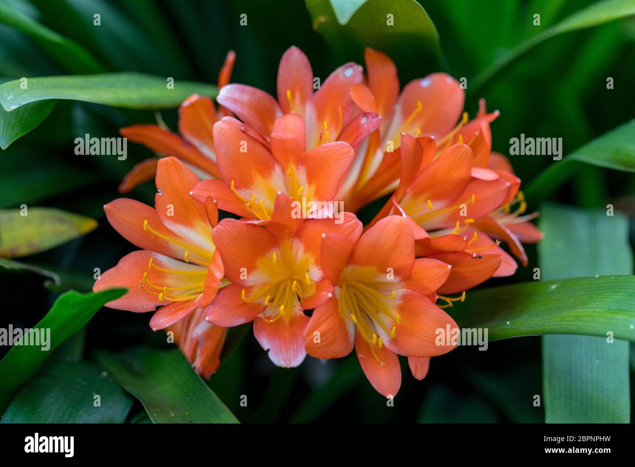 Cluster of orange clivia flowers in garden Stock Photo