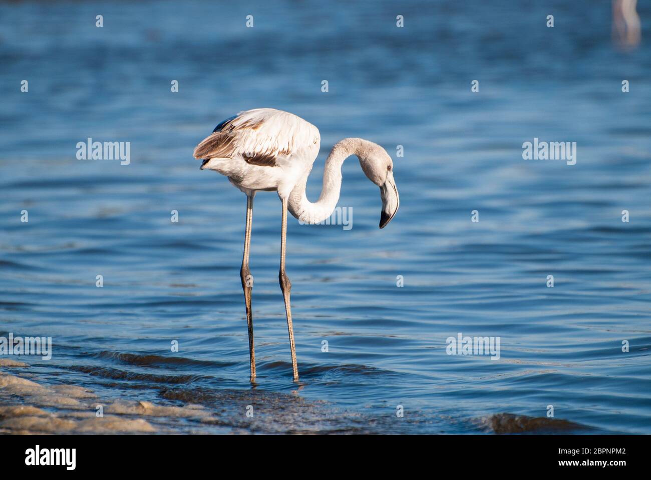 A single juvenile Greater Flamingom (Phoenicopterus roseus) with grey plumage feeding in water in Walvis Bay, Namibia. Stock Photo