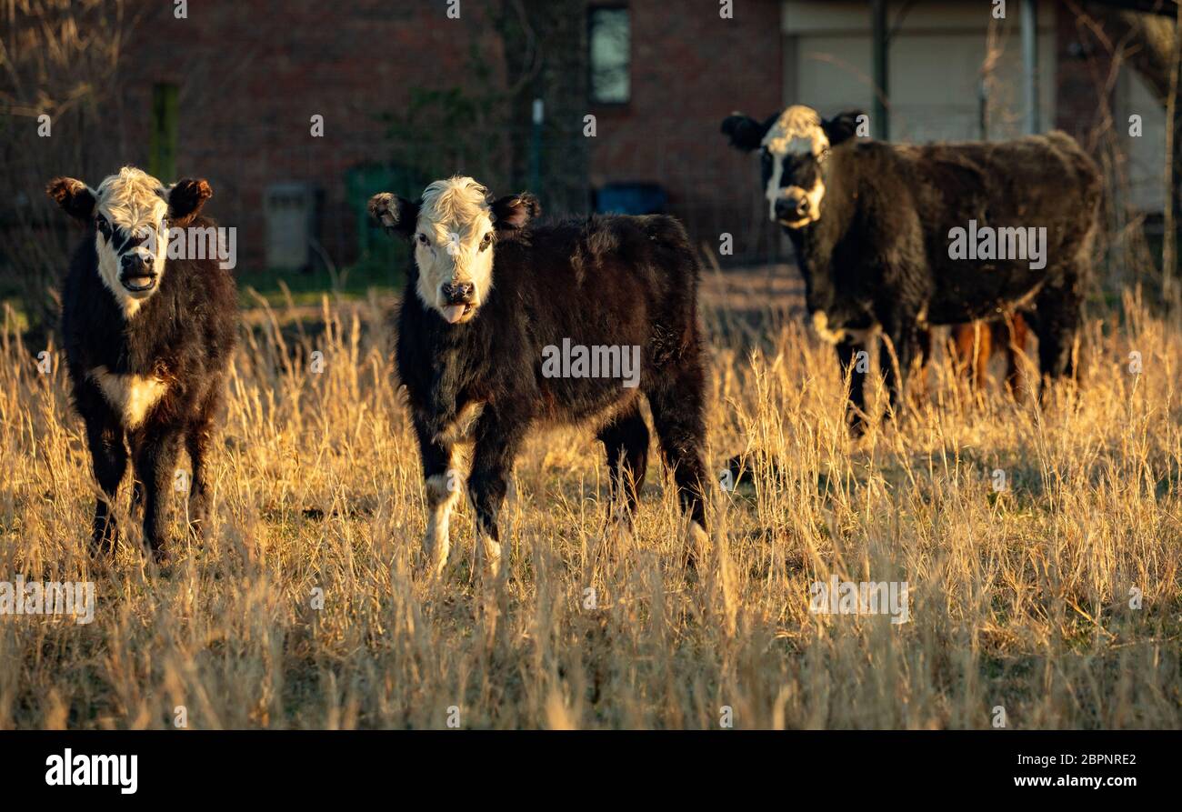 Three black and white calves Stock Photo Alamy
