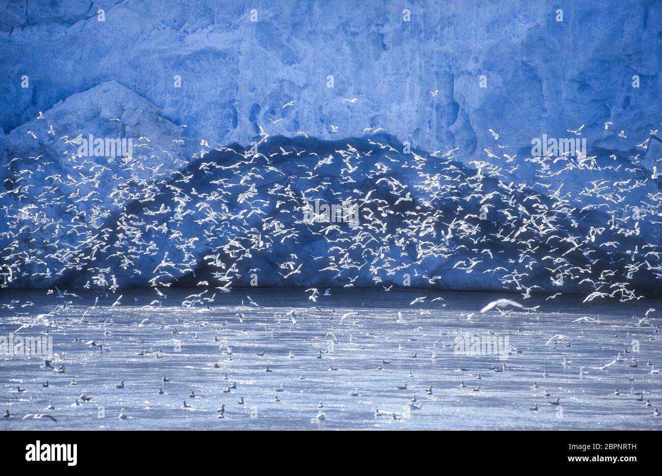 Kittiwakes; Glaciers; Svalbard Stock Photo