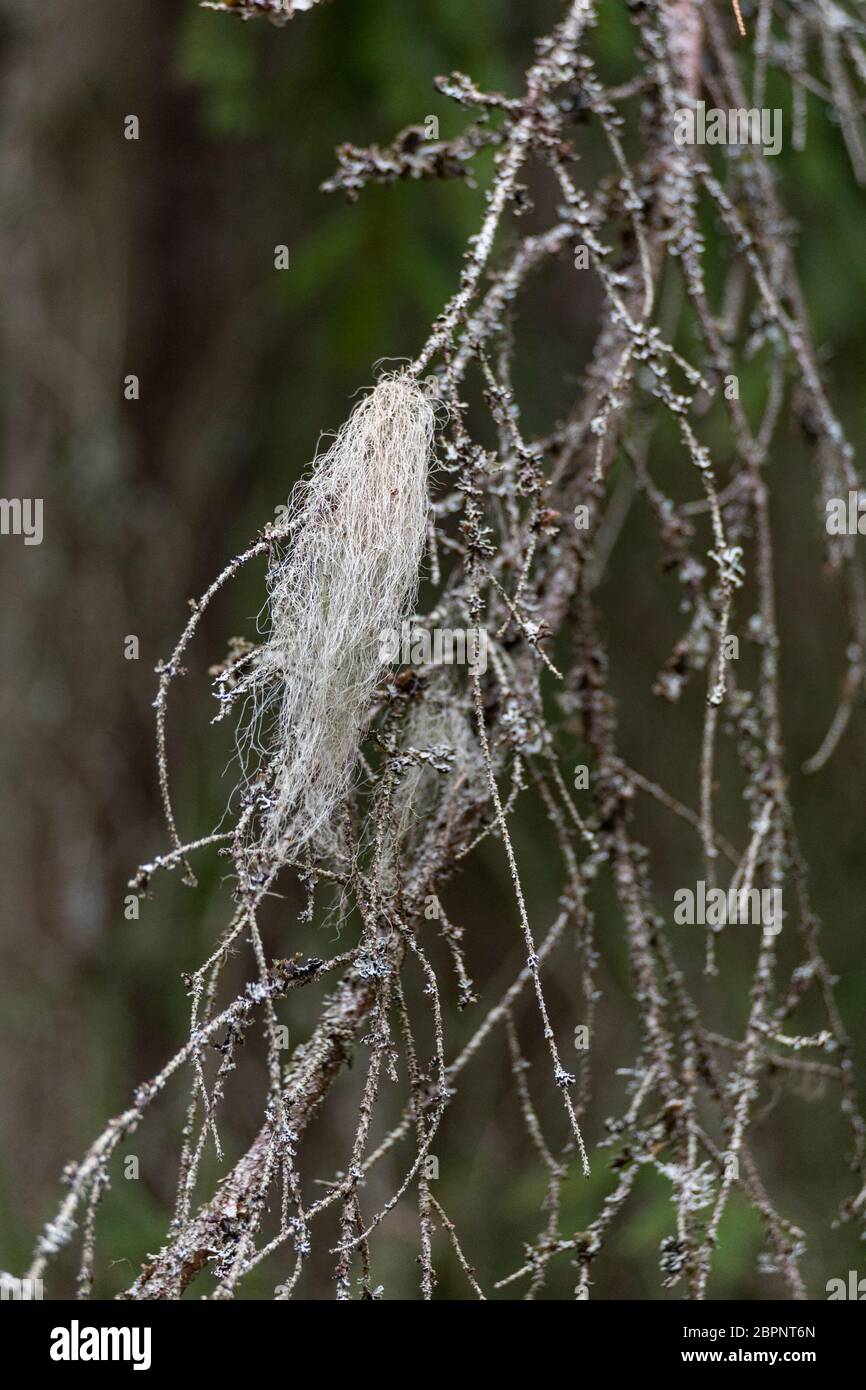 Grey beard lichen (Usnea barbata) growing on a dead branch in Finnish forest Stock Photo