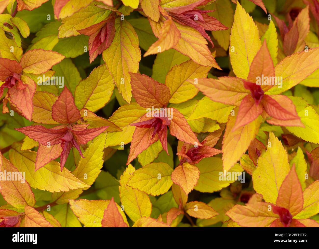 Yellow background of Spiraea Japonica close up top view Stock Photo