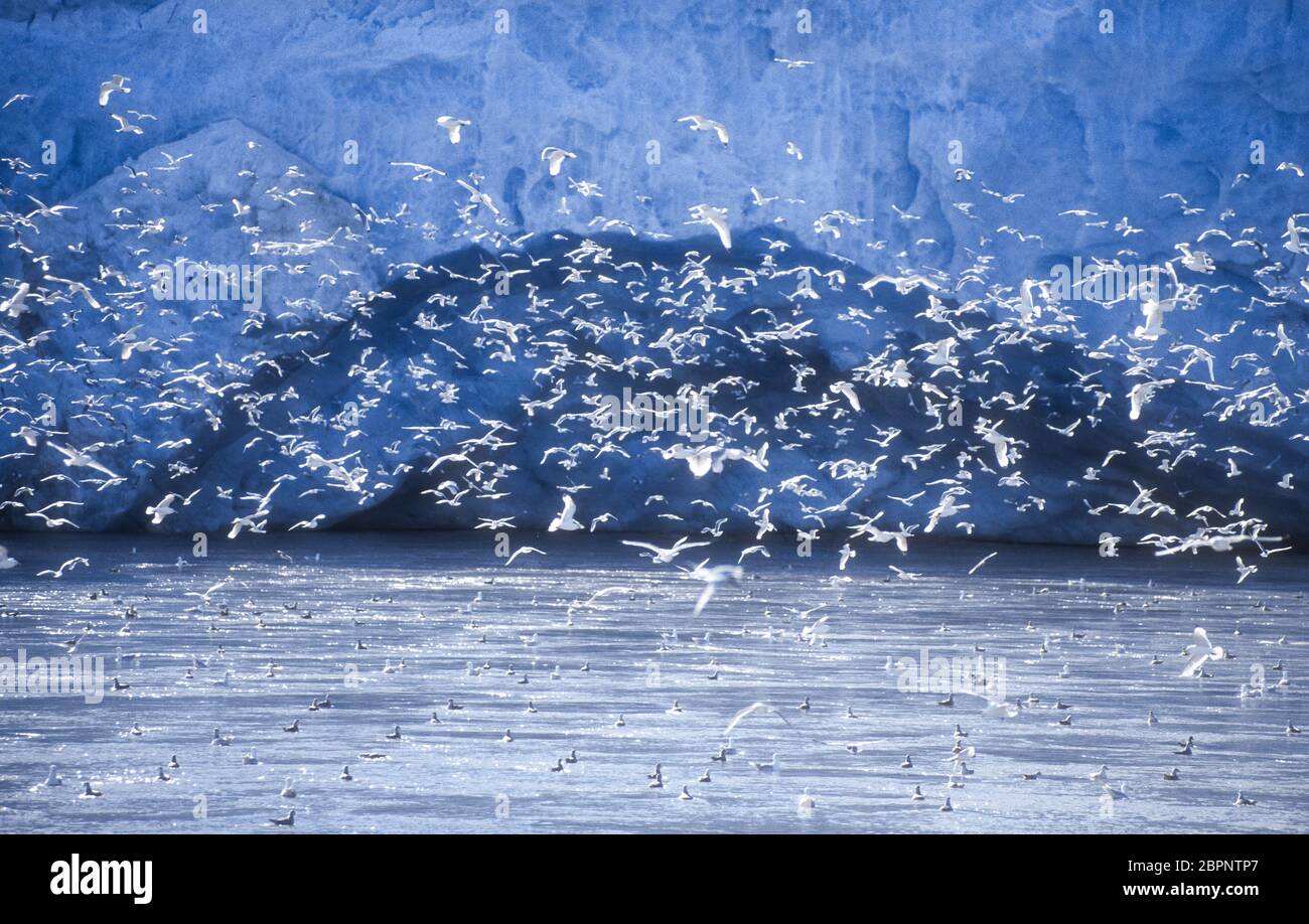 Kittiwakes; Glaciers; Svalbard Stock Photo