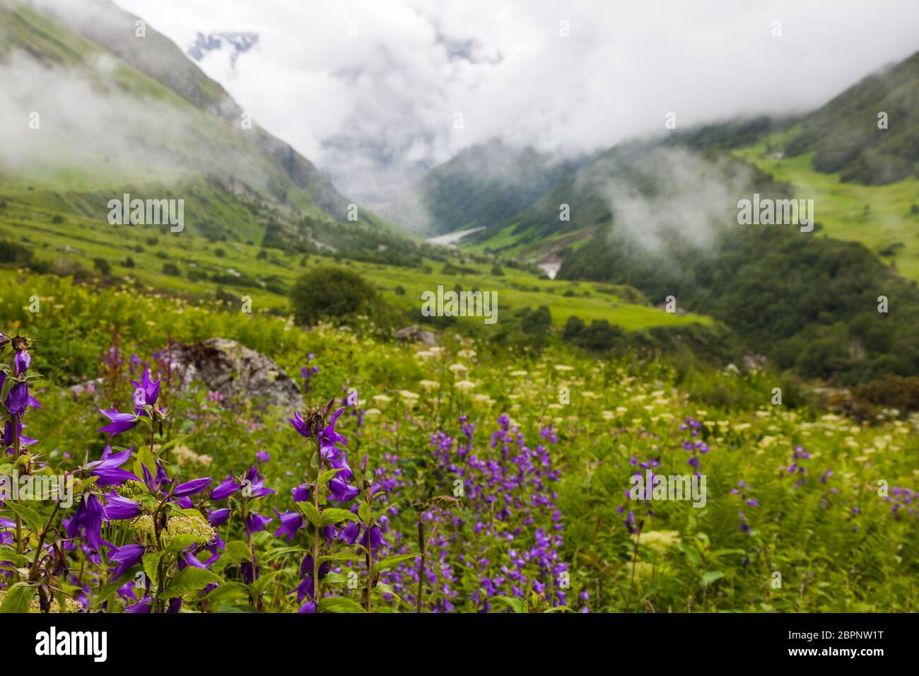 Himalayan Flowers Inside The Valley Of Flowers Near Joshimath Uttarakhand India Stock Photo Alamy