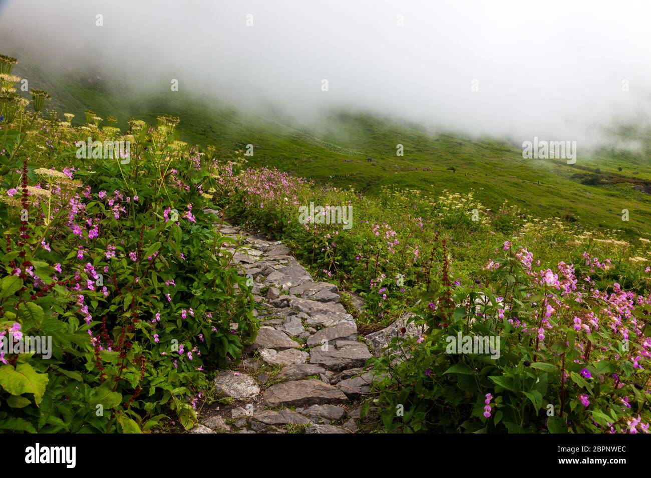 Himalayan flowers inside the Valley of Flowers near Joshimath