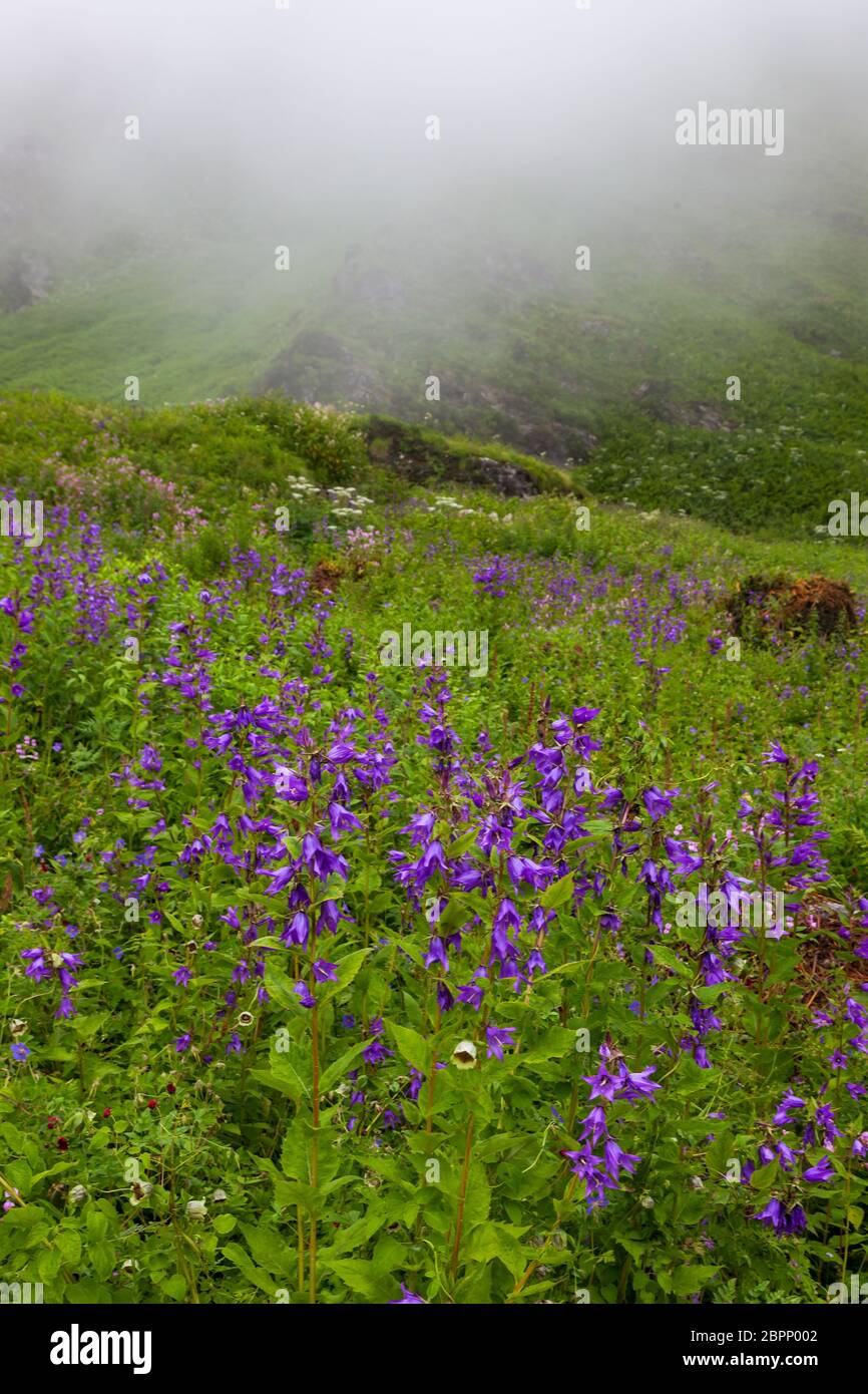 Himalayan flowers inside the Valley of Flowers near Joshimath