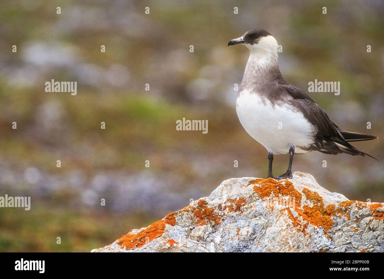 Parasitic Jaeger; Spitzbergen Stock Photo - Alamy