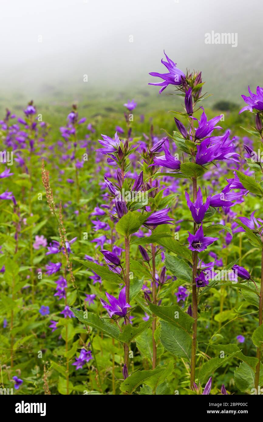 Himalayan flowers inside the Valley of Flowers near Joshimath