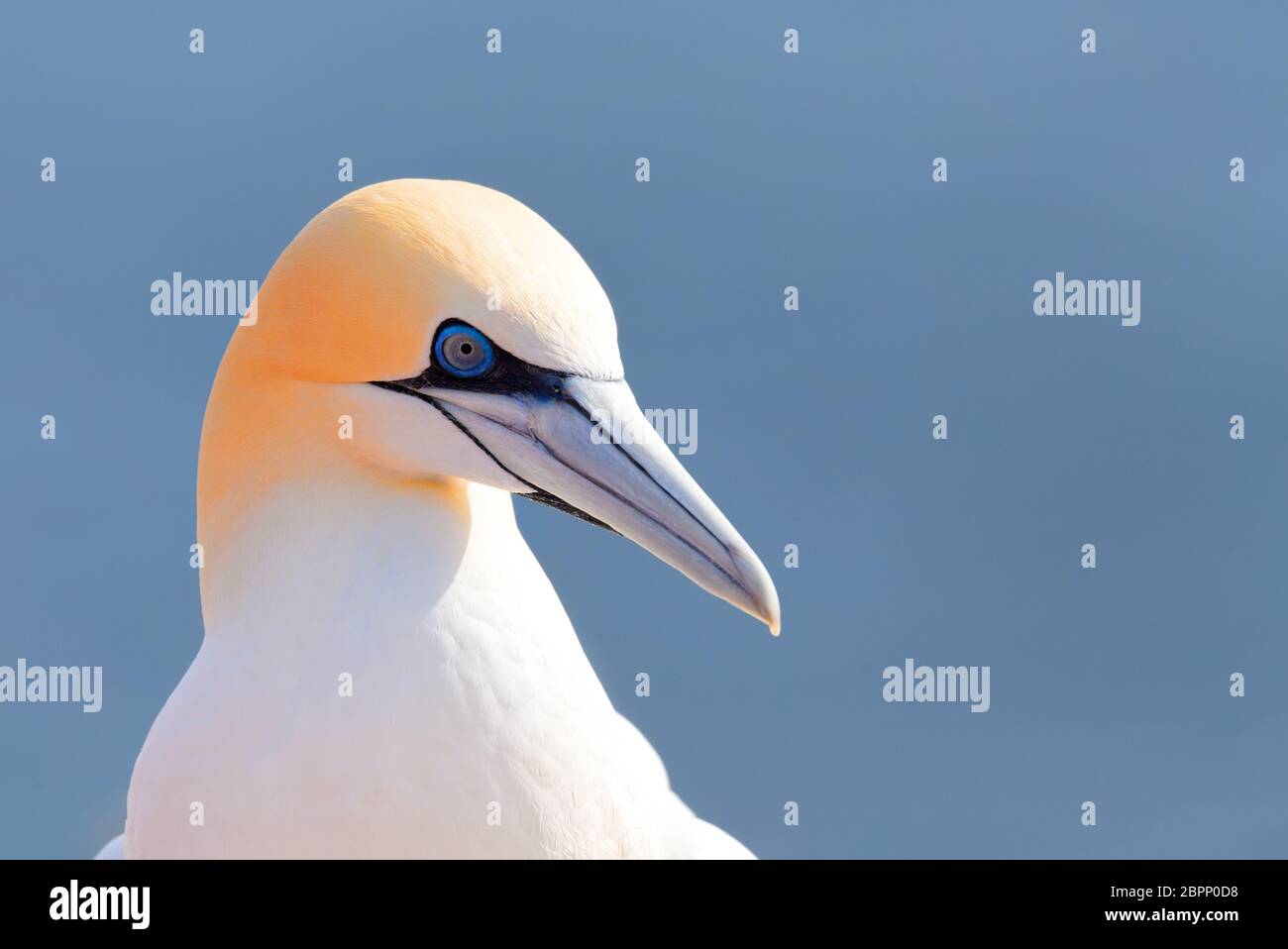 Northern gannet, Sula bassana, detail head portrait of beautiful sea bird, sitting on the rock with blue sea water in the background, Helgoland island Stock Photo