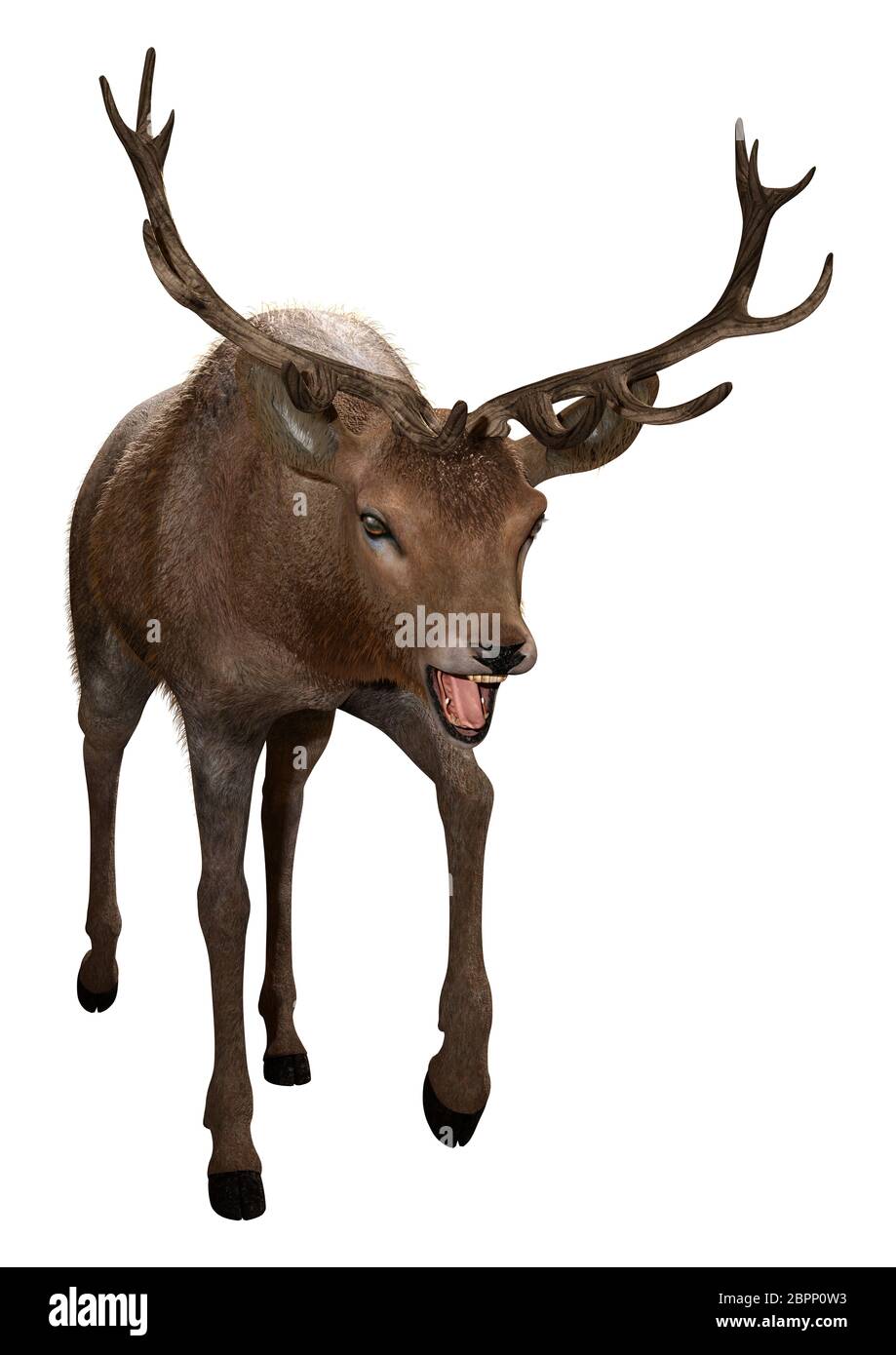 3D rendering of a male deer isolated on white background Stock Photo ...