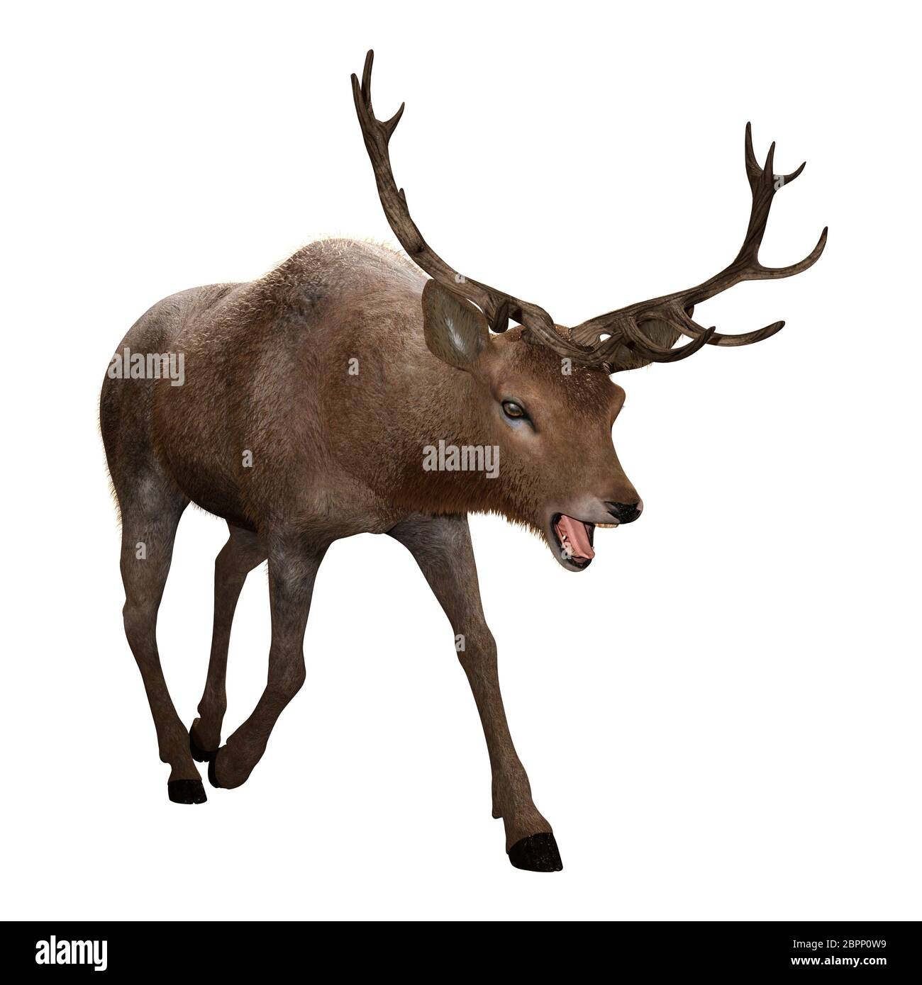 3D rendering of a male deer isolated on white background Stock Photo ...