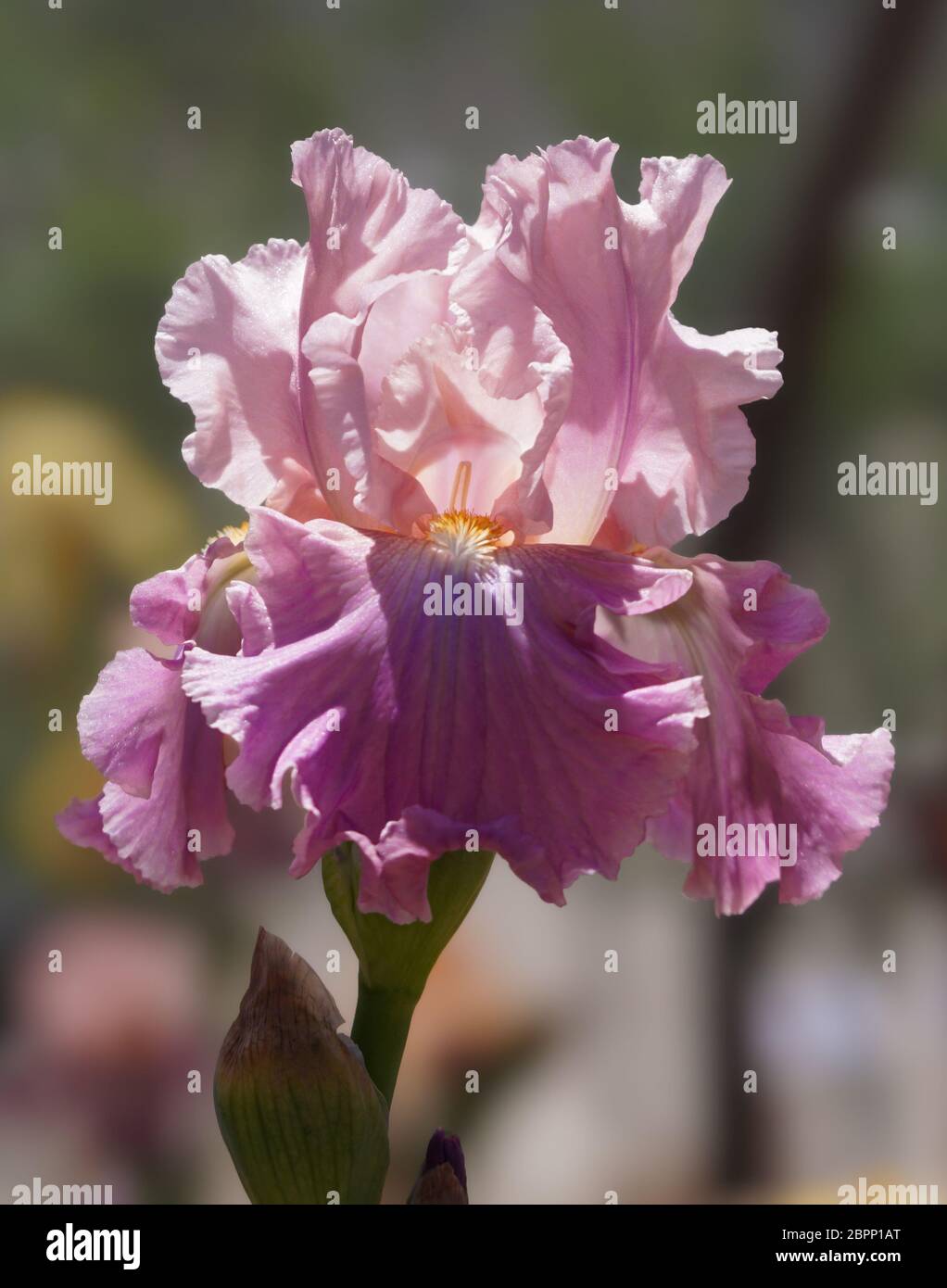 Enjoy the eye candy of a luscious multi toned pink iris flower. Stock Photo