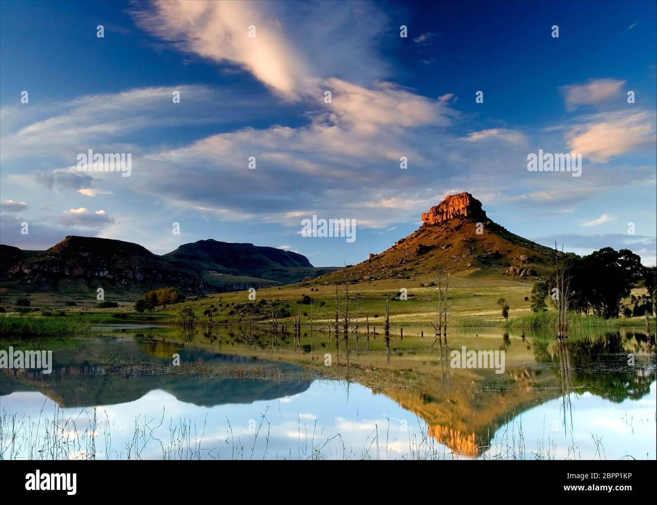 row of dead trees in dam landscape Stock Photo