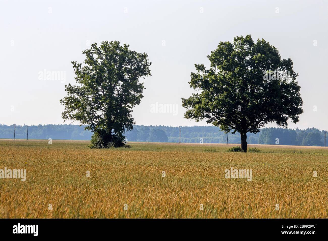 Two trees in the middle of the corn field. Foggy field with cereal and ...