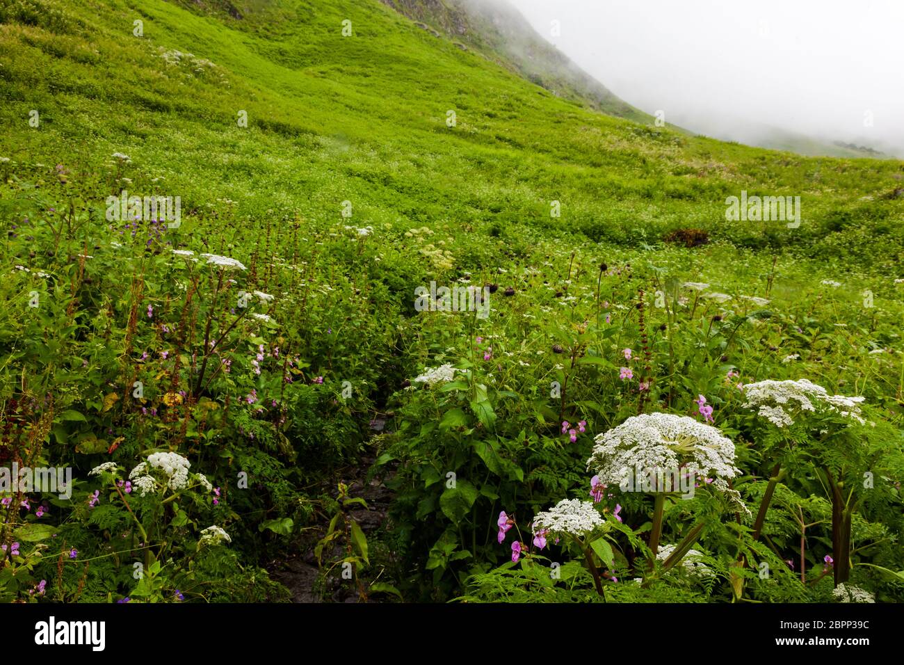 Himalayan flowers inside the Valley of Flowers near Joshimath