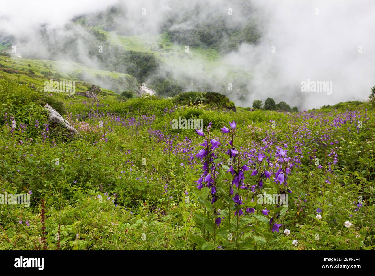Himalayan flowers inside the Valley of Flowers near Joshimath