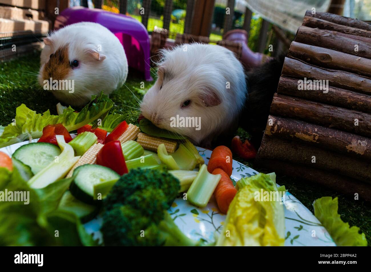 Cute guinea pigs eating Stock Photo Alamy