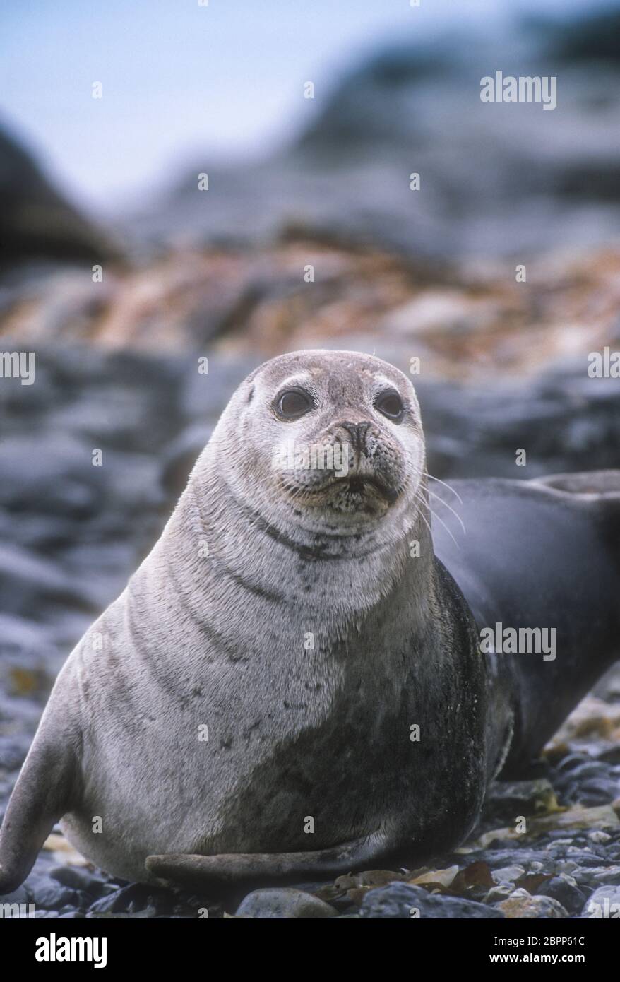 Norway; Svalbard (Spitzbergen); Wildlife; Mammals;  Marine Mammals; Harbor Seal; Phoca vitulina Stock Photo