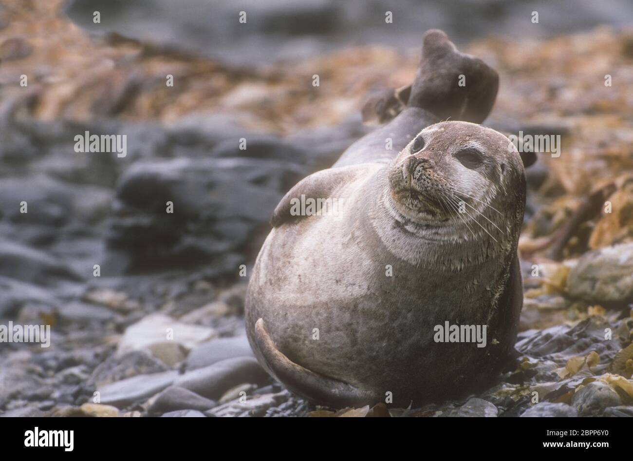 Norway; Svalbard (Spitzbergen); Wildlife; Mammals;  Marine Mammals; Harbor Seal; Phoca vitulina Stock Photo