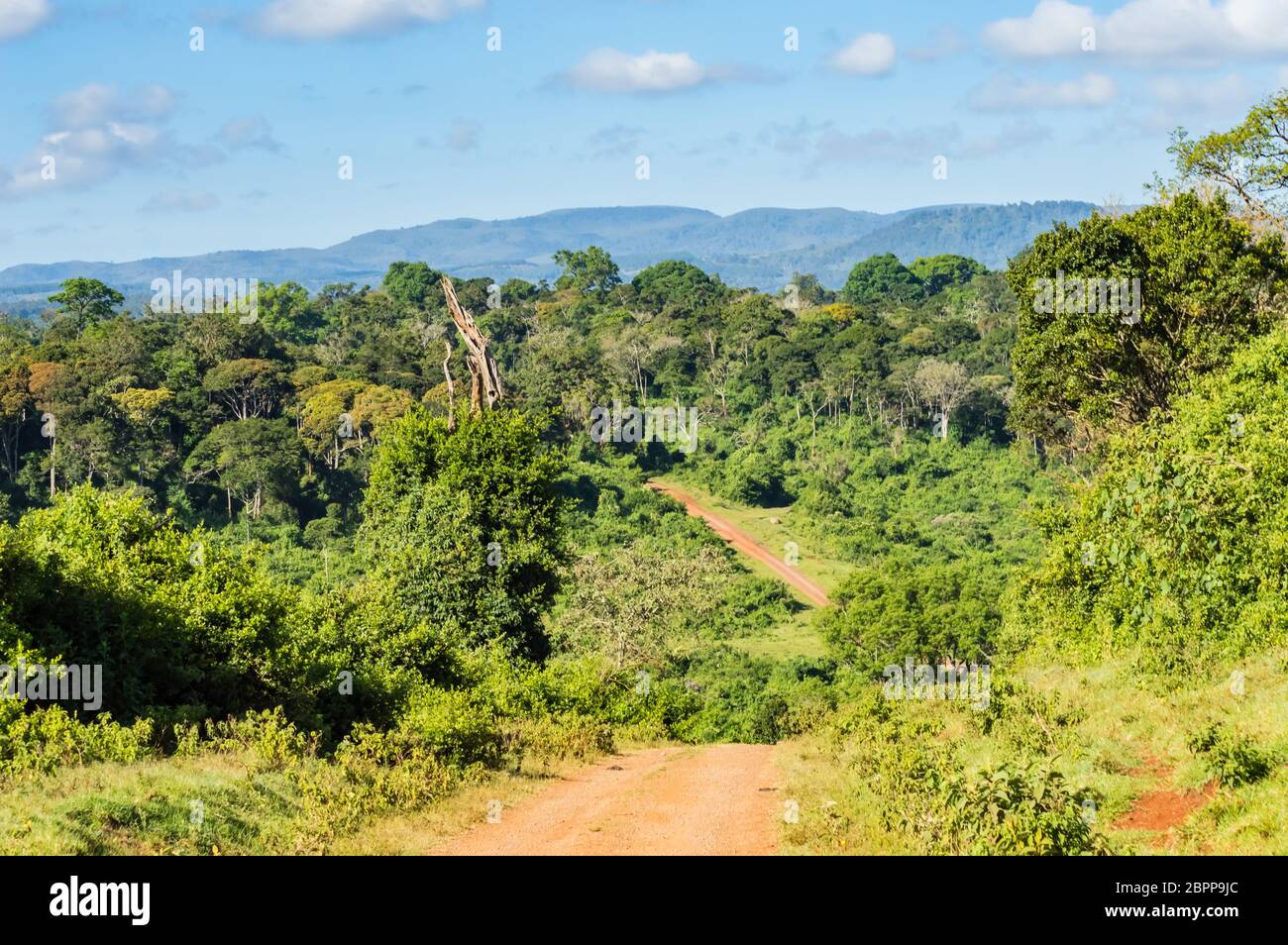 View of the forest and the mountains of Aberdare Park in central Kenya