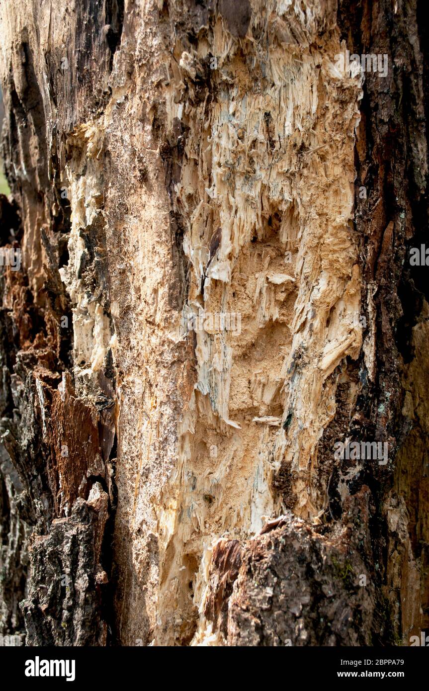 Old rotten wood alder. Old weathered mouldering tree. Weathered tree ...