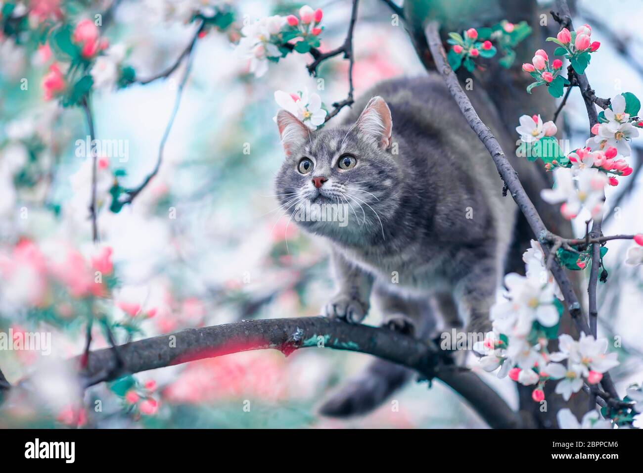 https://c8.alamy.com/comp/2BPPCM6/funny-striped-kitten-sits-in-the-spring-garden-among-the-pink-branches-of-a-blooming-apple-tree-2BPPCM6.jpg