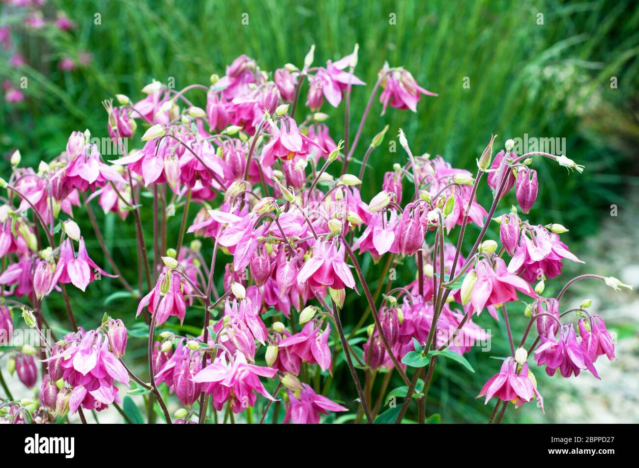Aquilegia pink in spring garden. Pink flowers of aquilegia in natural background. Stock Photo