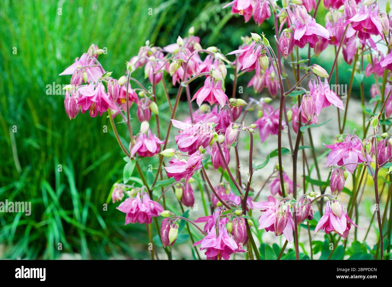 Aquilegia pink in spring garden. Pink flowers of aquilegia in natural background. Stock Photo