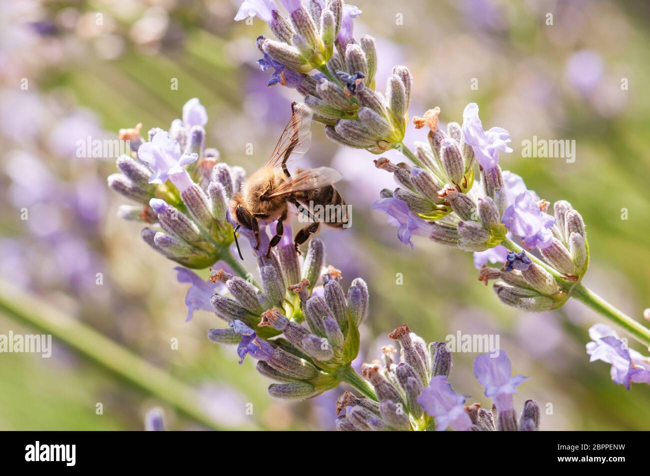 Lavender Insect Beautiful Lavender angustifolia, lavandula in sunlight in herb garden ...