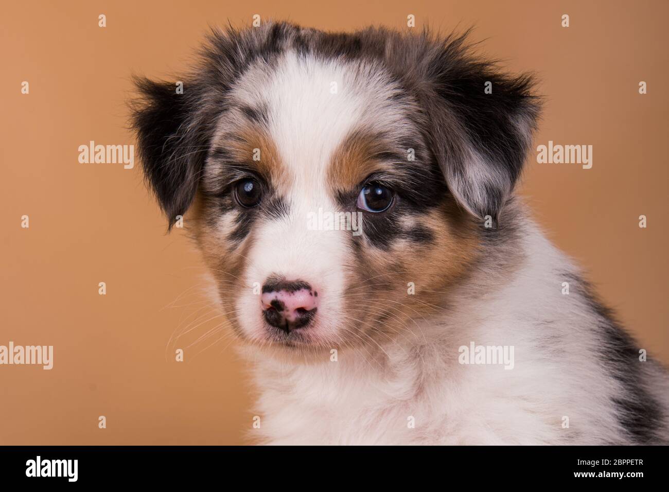 Red Merle Australian Shepherd puppy, six weeks old Stock Photo