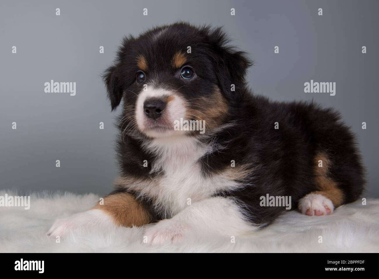 Australian Shepherd tri-color black tan puppy dog Stock Photo - Alamy