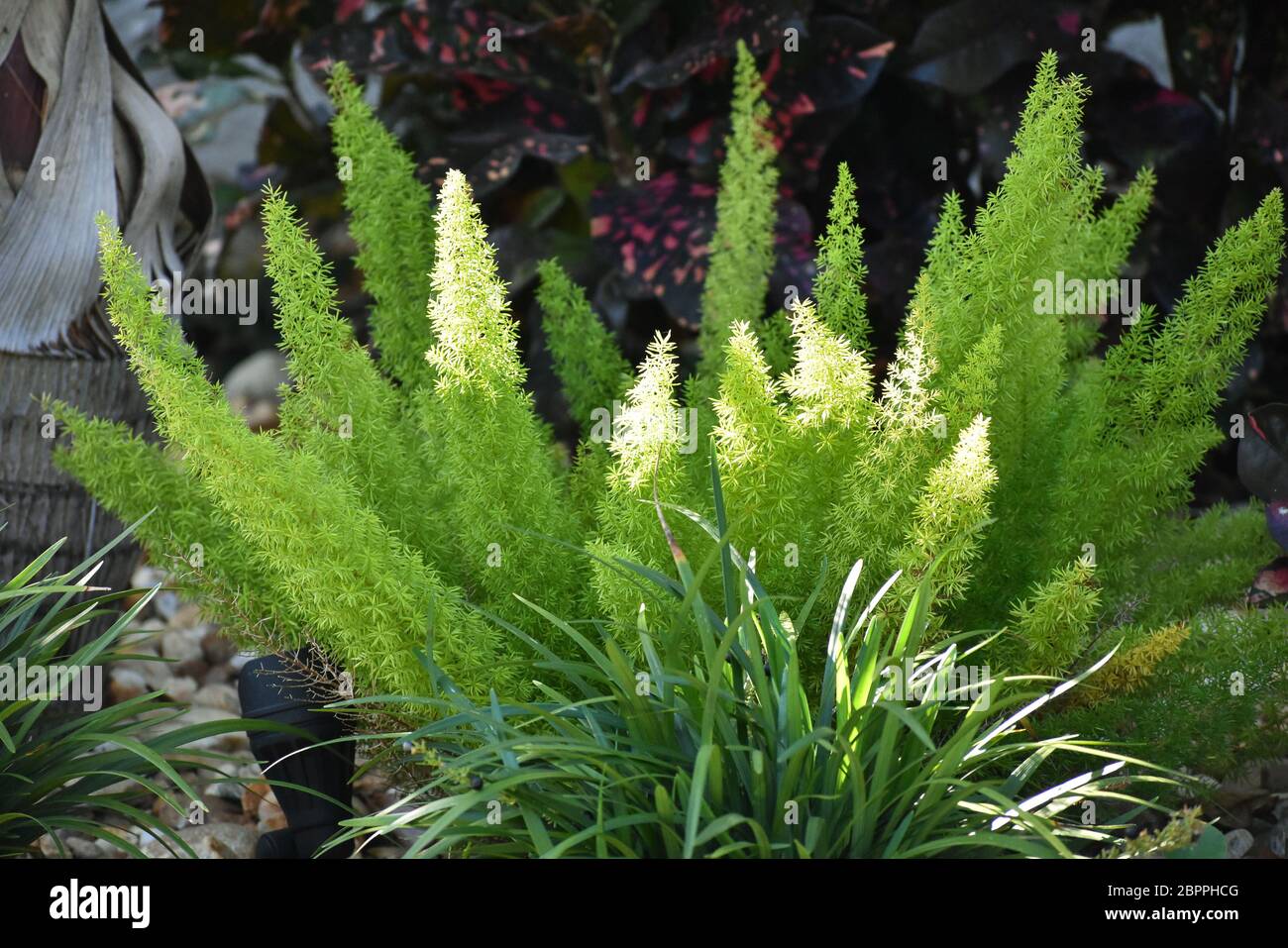 Foxtail fern glowing in the sun in Florida Stock Photo