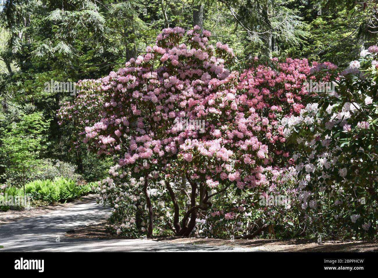 pink and white rhododendrons on Cape Cod in Massachusetts Stock Photo ...