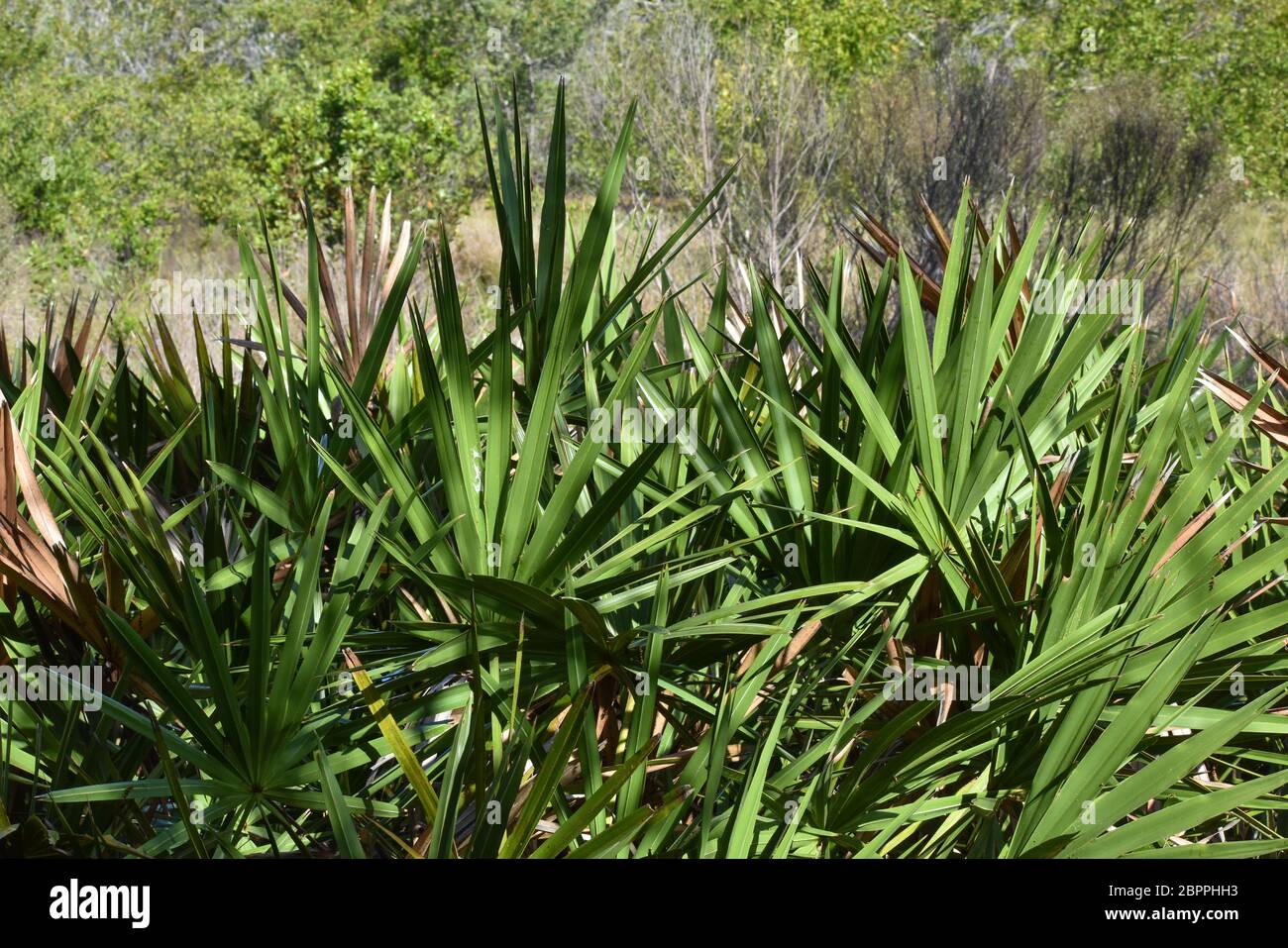 Saw palmetto plants in Neal Preserve in Bradenton FL Stock Photo