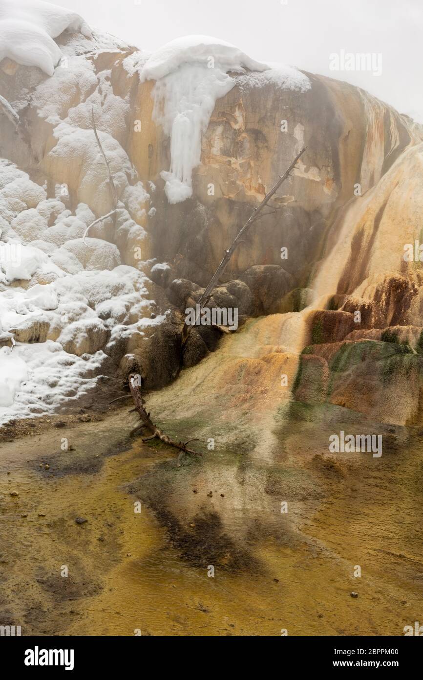 WY04453-00....WYOMING - Foggy morning at Orange Mound in the Upper Terrace area of Mammoth Hot Springs at Yellowstone National Park. Stock Photo