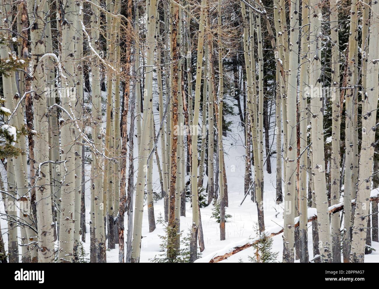 WY04456-00....WYOMING - Grove of aspens in the snow along the Howard Eaton Trail in Yellowstone National Park. Stock Photo
