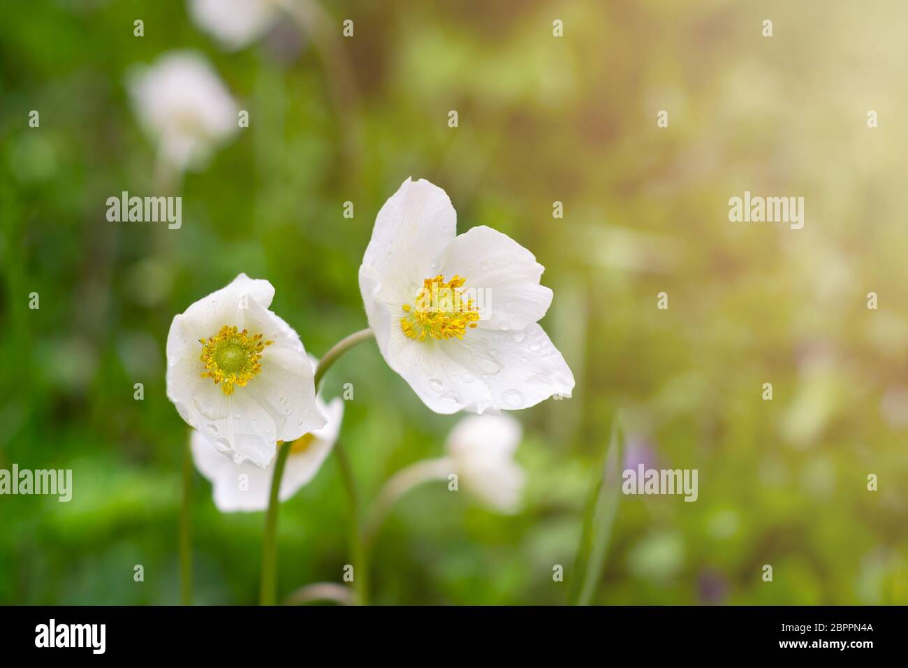 White anemone blooming in nature in spring Stock Photo