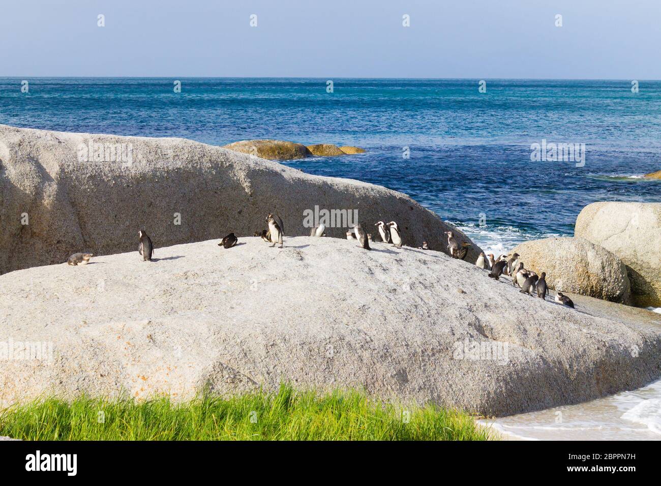African penguin colony from Simon's town conservancy area, South Africa ...