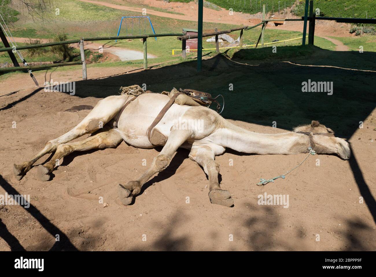 tired-dromedary-lying-on-the-ground-wild