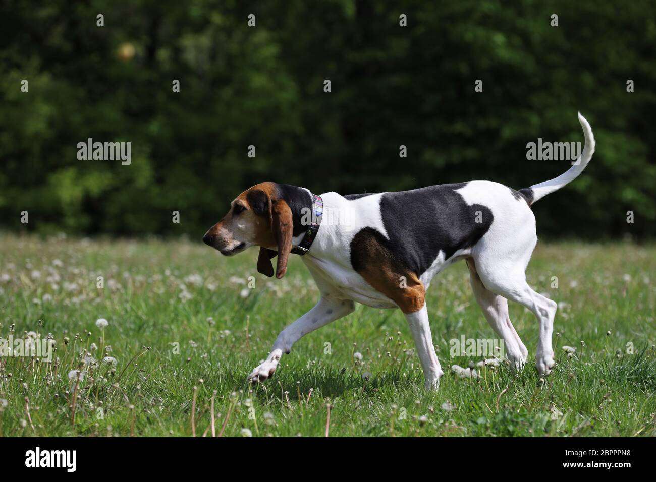 Purebred foxhound sale