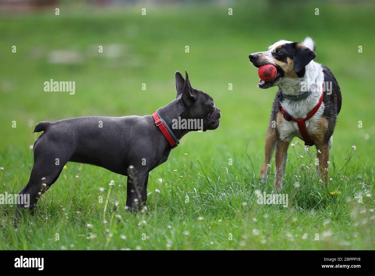 two purebred dogs playing on the grass with the ball Stock Photo - Alamy