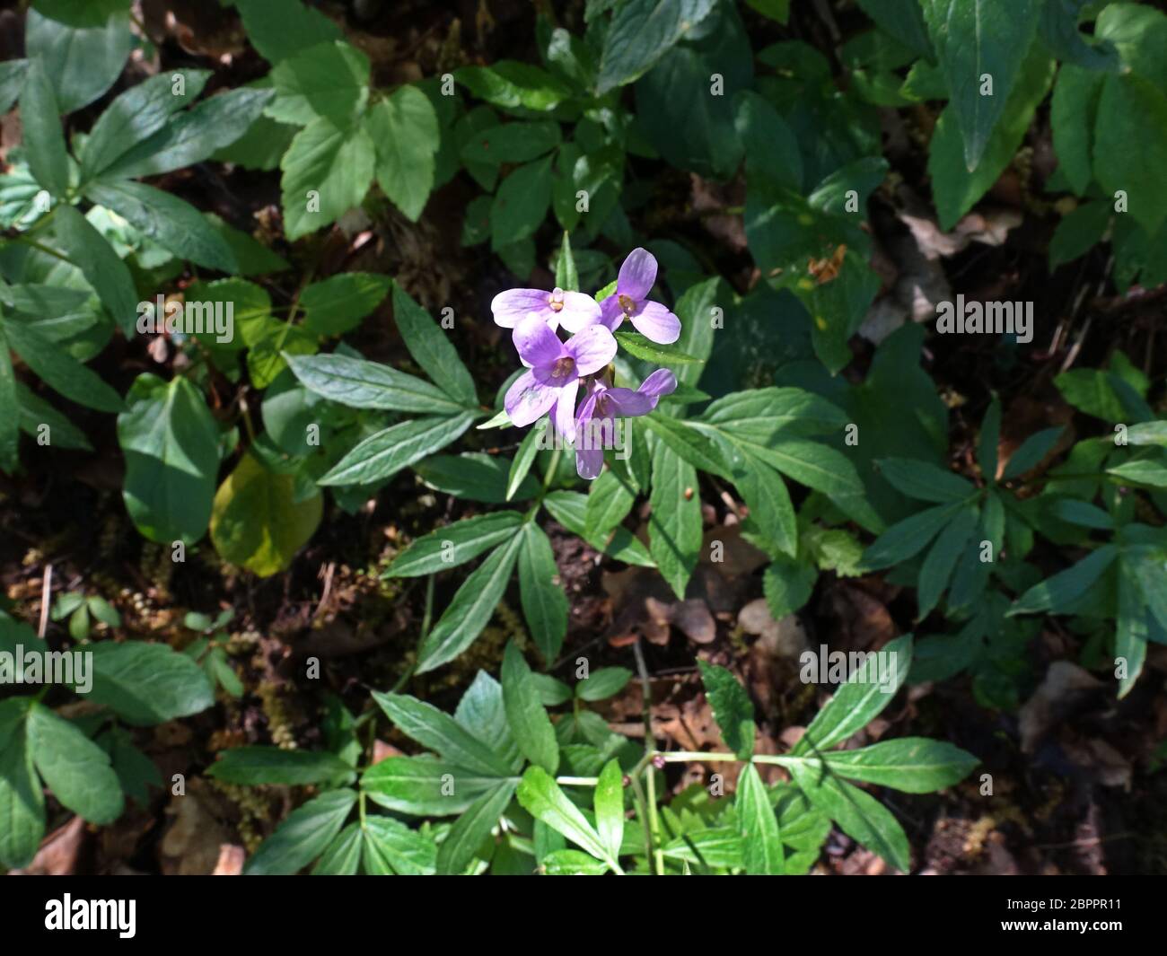 Zwiebel-Zahnwurz (Cardamine bulbifera) - blühende Pflanze im Wald, Üxheim, Rheinland-Pfalz, Deutschland Stock Photo