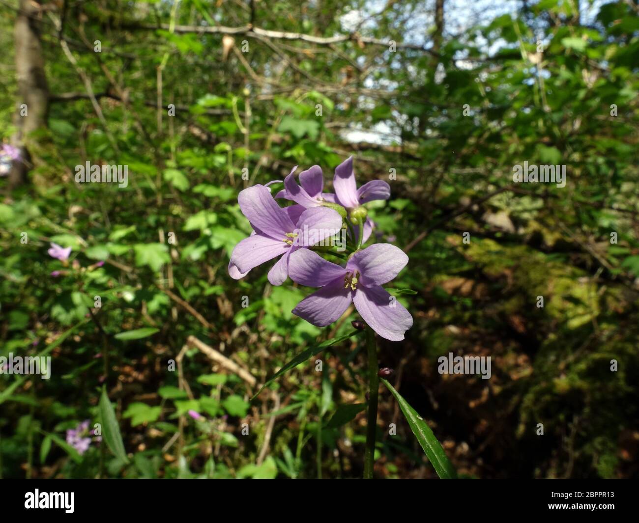 Zwiebel-Zahnwurz (Cardamine bulbifera) - blühende Pflanze im Wald, Üxheim, Rheinland-Pfalz, Deutschland Stock Photo