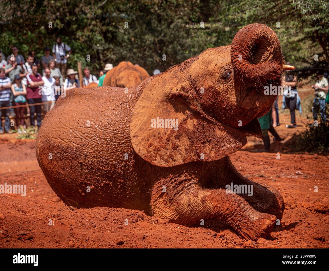 Orphan baby elephants that have been rescued to be rehabilitated to return to the wild at the Sheldrick Wildlife Trust Stock Photo