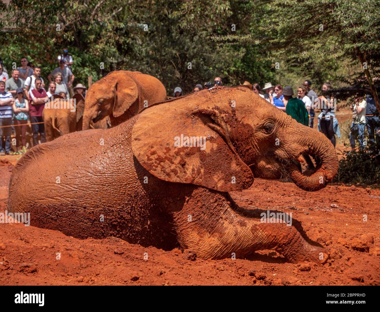 Orphan baby elephants that have been rescued to be rehabilitated to return to the wild at the Sheldrick Wildlife Trust Stock Photo