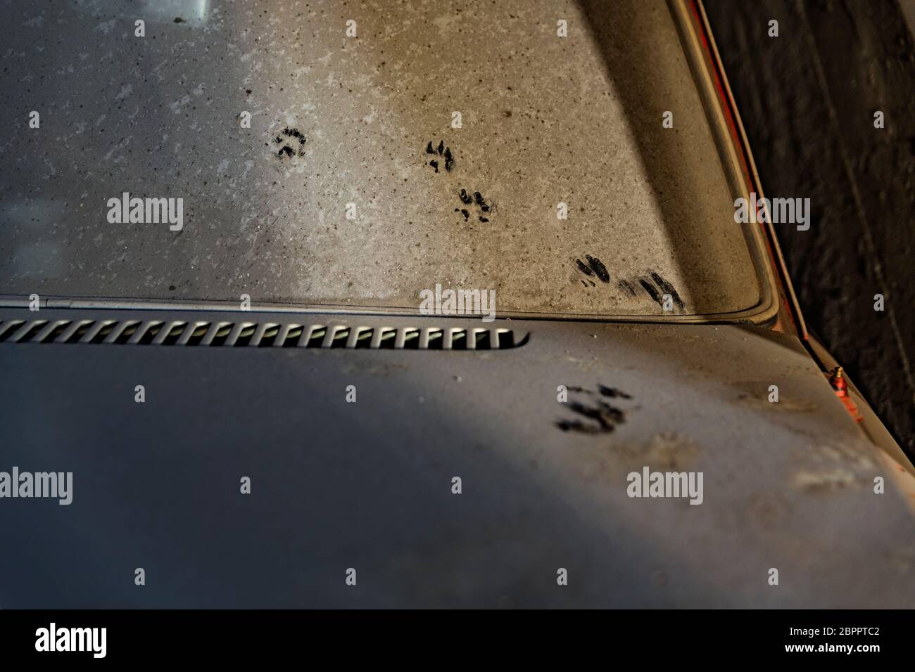 Katzenspuren auf Eingestaubter Karose,  Cat tracks on dusted body, Stock Photo